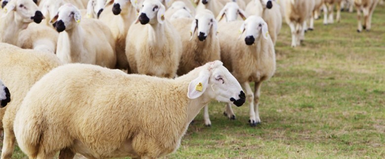 Kangal Akkaraman Koyunu