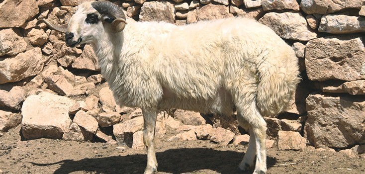 Dağlıç Koyunu