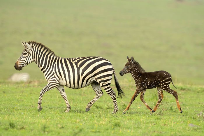 Kenya'da sevimli bir puantiyeli zebra
