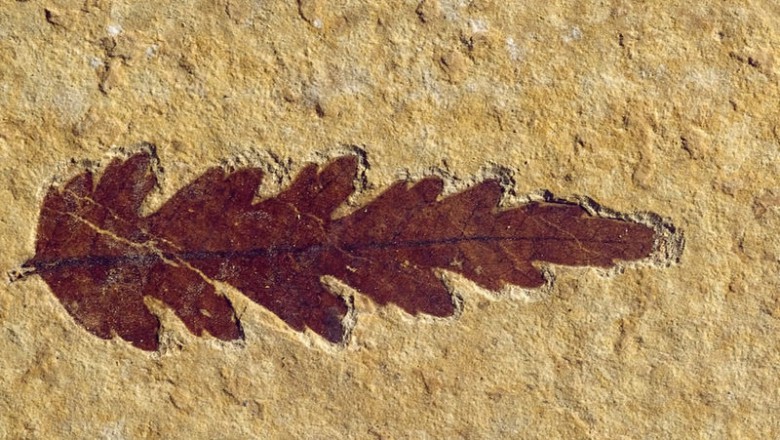 Bitki Fosilleri
