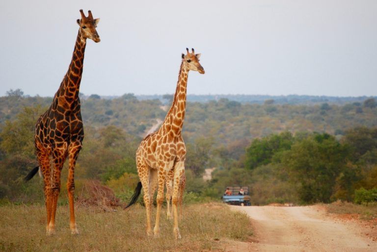 Kruger Ulusal Parkı, Güney Afrika