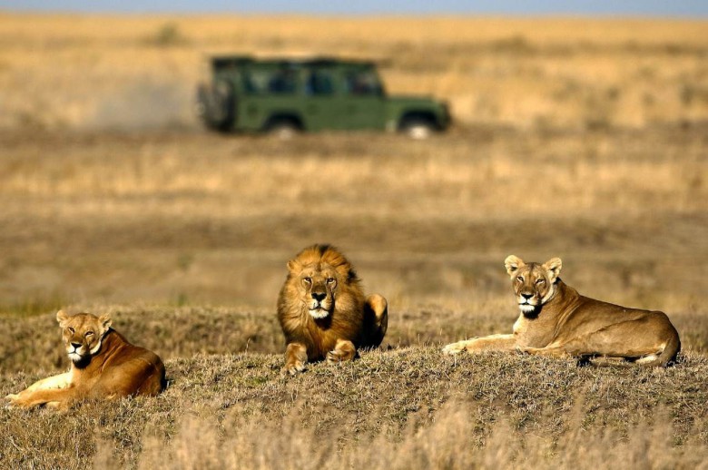 Serengeti Ulusal Parkı, Tanzanya