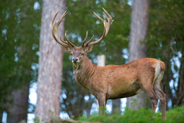 Kızılgeyik - Cervus elaphus