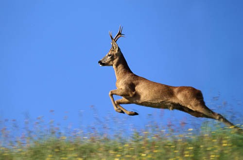 Karaca - Capreolus capreolus