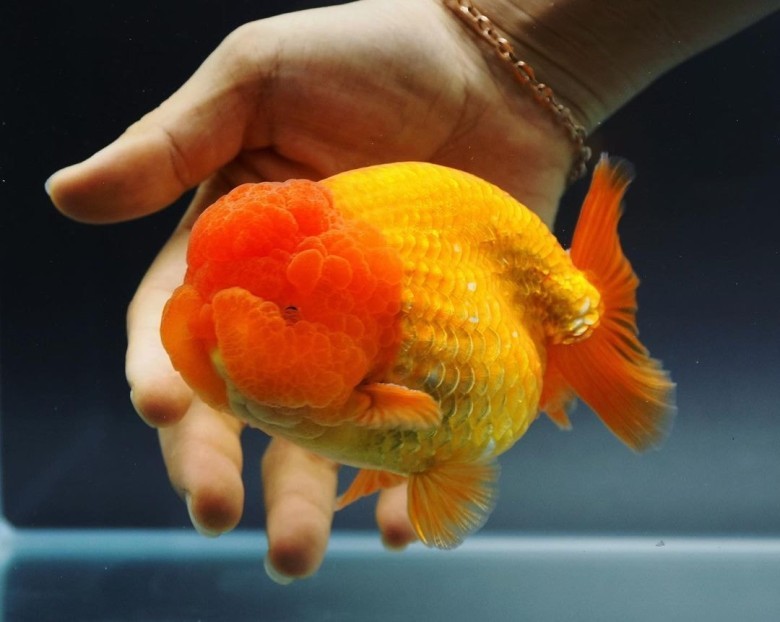 Ranchu Japon Balığı 5 ile 10 yıl