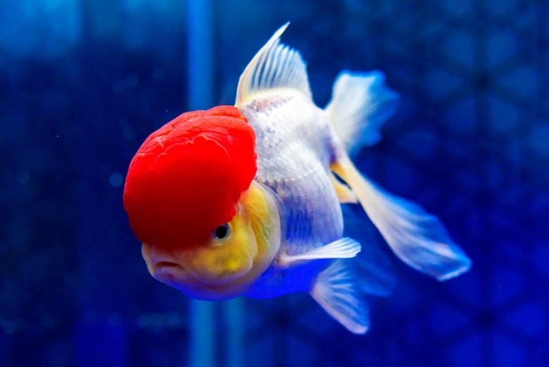Oranda Japon Balığı 10 ile 15 yıl