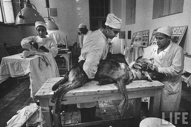 Çift Başlı Köpekler | Rusya 1950’li Yıllar