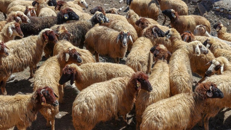 Norduz Koyunu