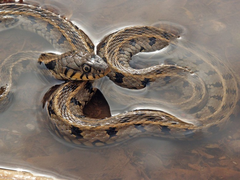 Yarı Su Yılanı (Natrix natrix)
