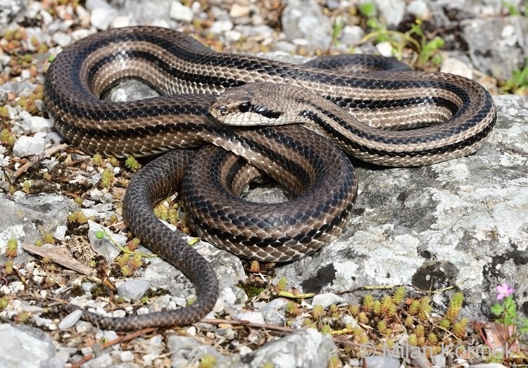 Boz Yılan (Elaphe quatuorlineata)
