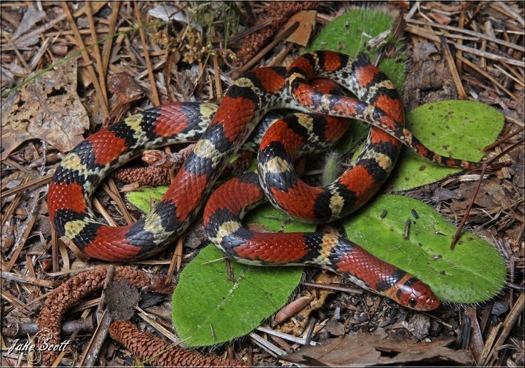 Kırmızı Yılan (Cemophora coccinea)