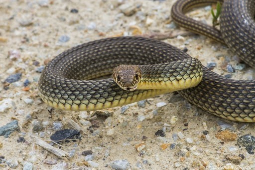 Hazer Yılanı (Dolichophis caspius)